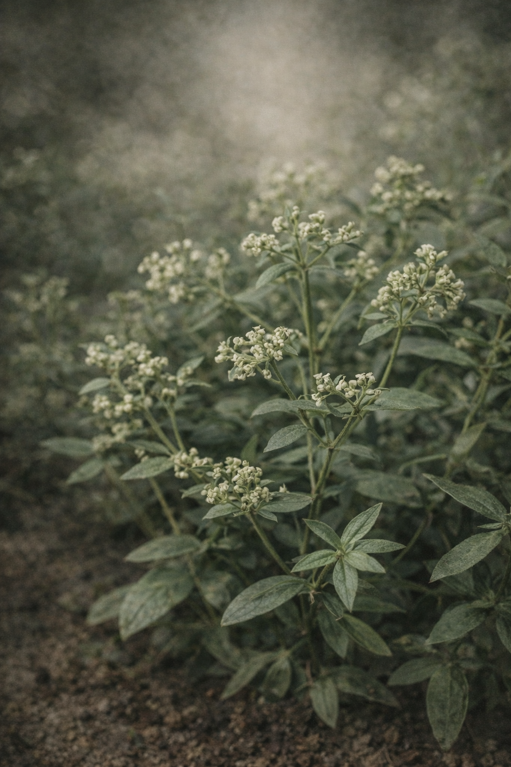 Madder — Purple dye plant